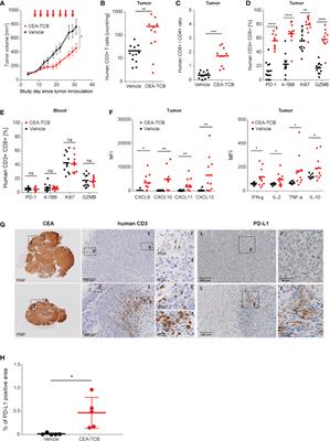 Combination of T-Cell Bispecific Antibodies With PD-L1 Checkpoint Inhibition Elicits Superior Anti-Tumor Activity